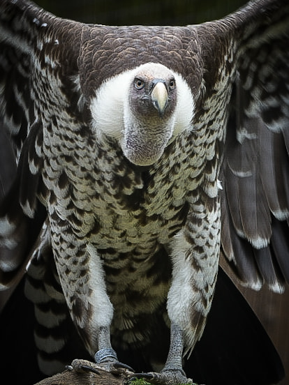 Close up view of a Vulture